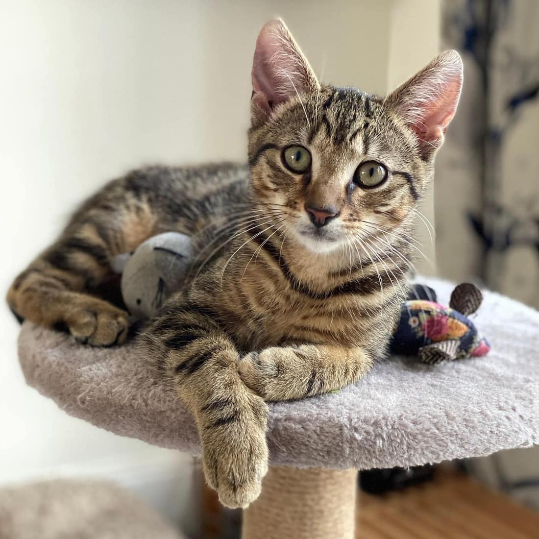 A tabby cat resting on the top platform of a cat tree with a plush toy mouse beside it