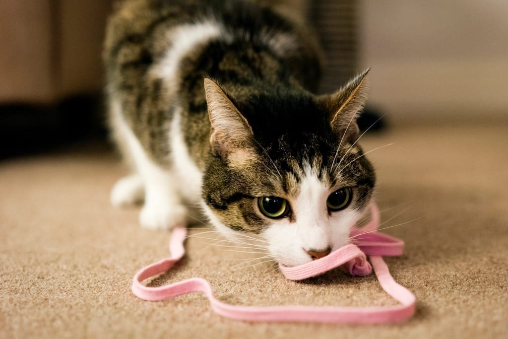 A tabby and white cat crouched on a floor chewing a loop of pink ribbon