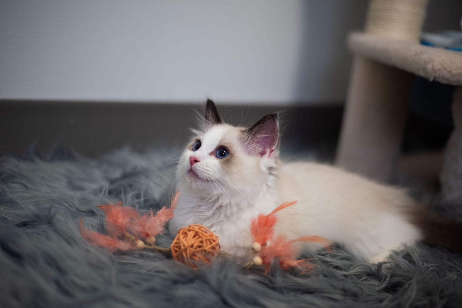 A white kitten lying on a grey fur rug beside a woven rattan ball and feather toys