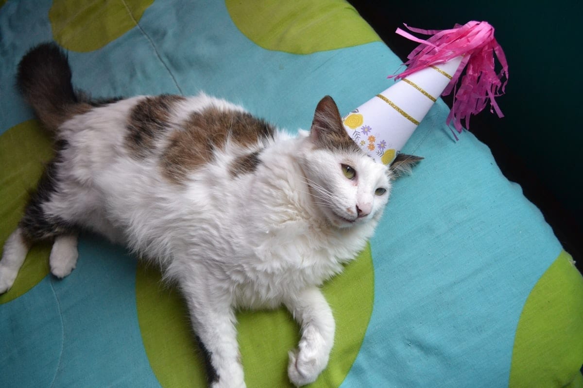 Cat wearing a tiny birthday crown looking directly at the camera with characteristic indifference