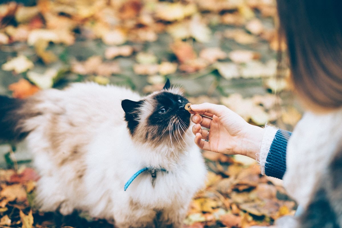 A person hand-feeding a cat a small piece of food