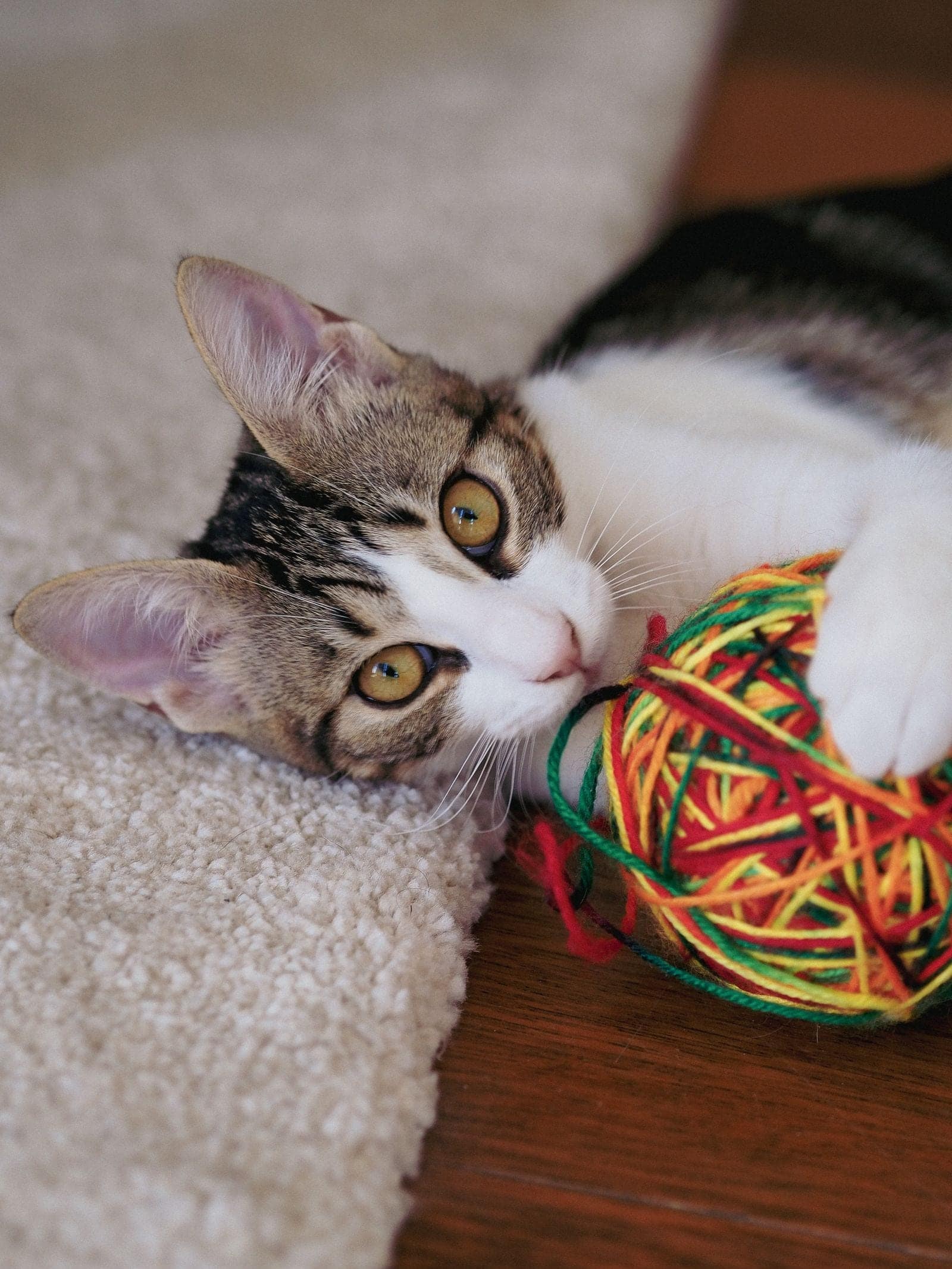 Tabby cat playing with a colorful ball of yarn on a carpet