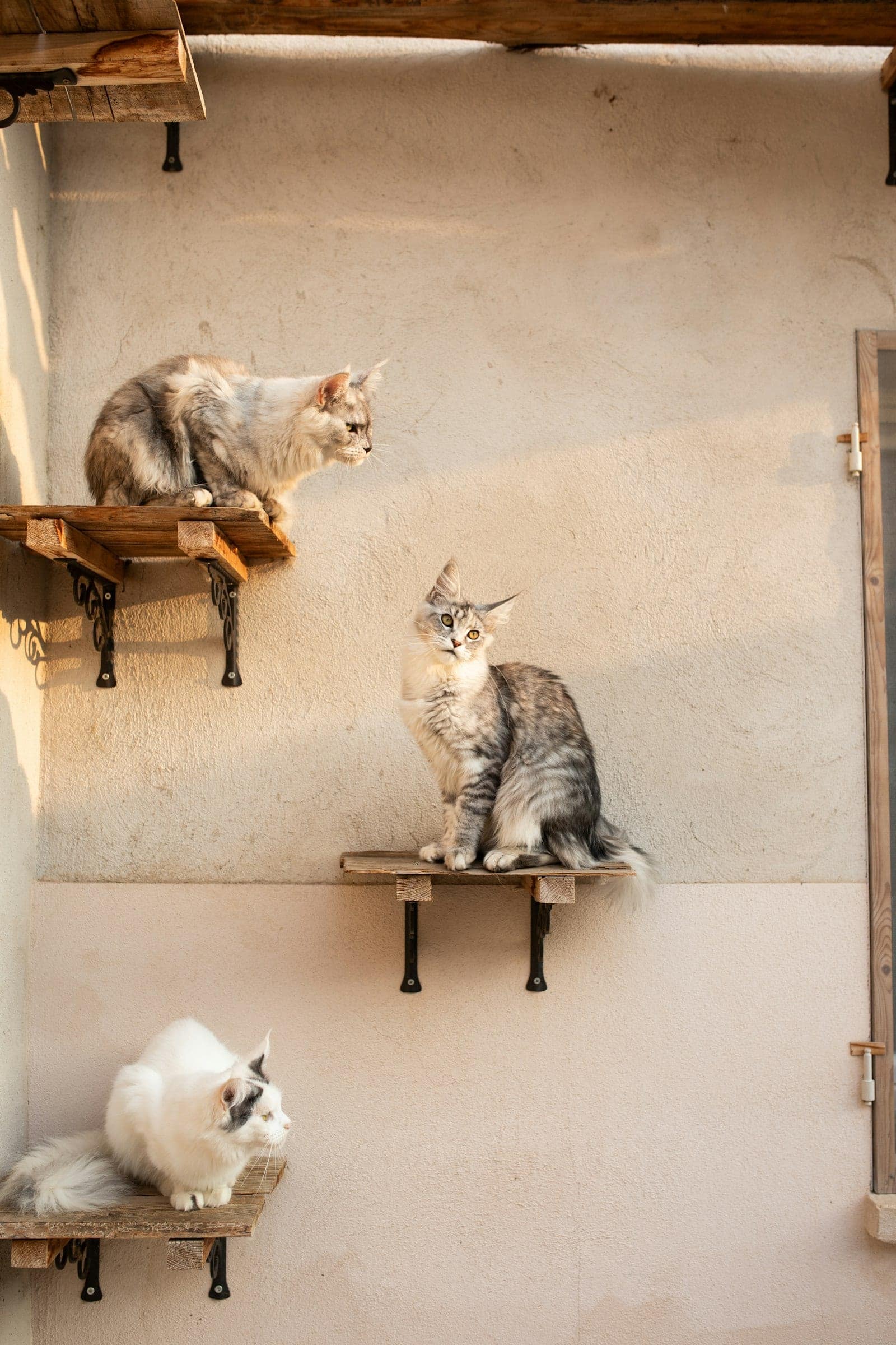 Two cats sitting together on top of a high wall shelf