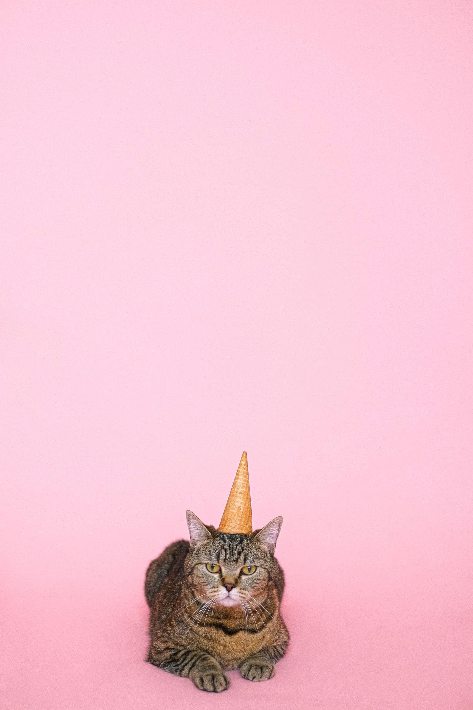 Brown tabby cat wearing a cone-shaped party hat against a pink backdrop