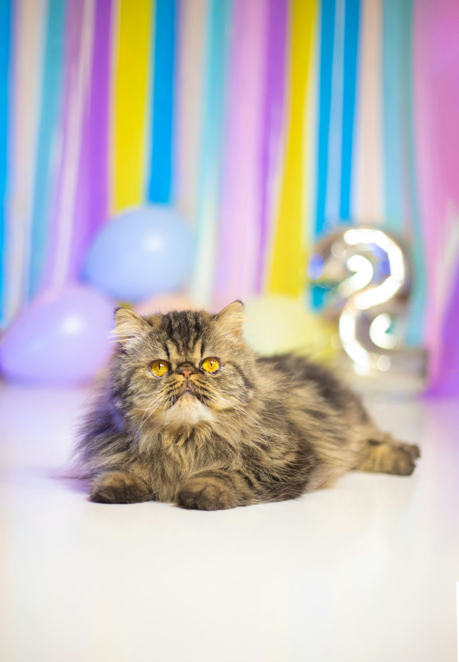 Fluffy cat lying on the floor surrounded by scattered birthday balloons