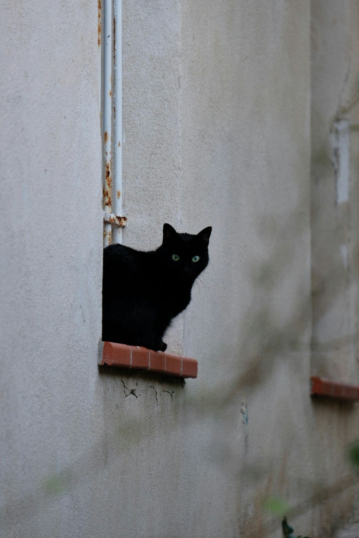 A cat sitting comfortably in a window, relaxed and at home