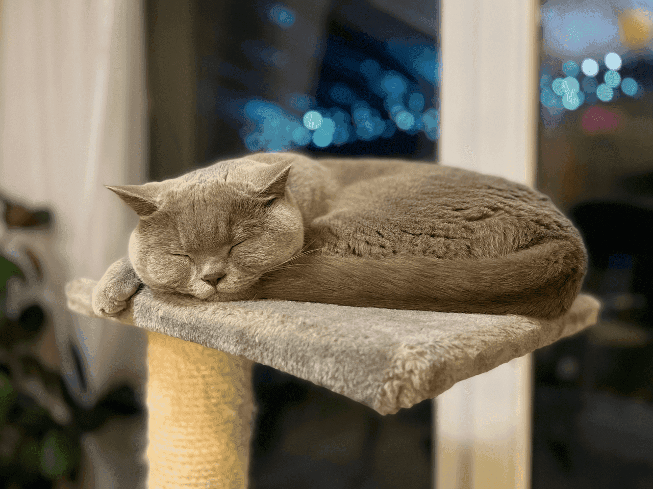 British Shorthair cat resting on top of a tall cat tree, looking down from a high perch