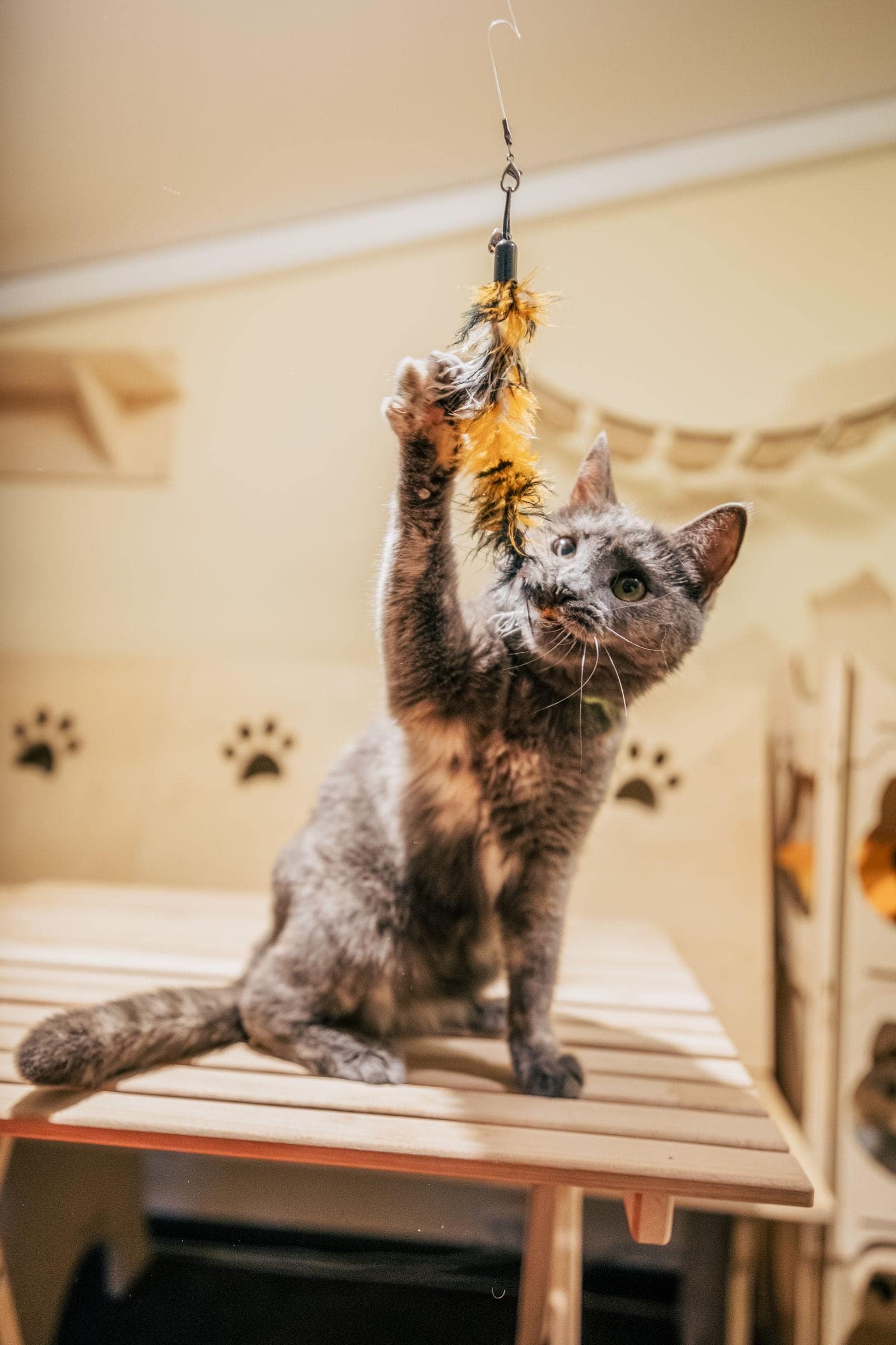 Gray cat reaching up to bat at a feather wand toy on a wooden platform