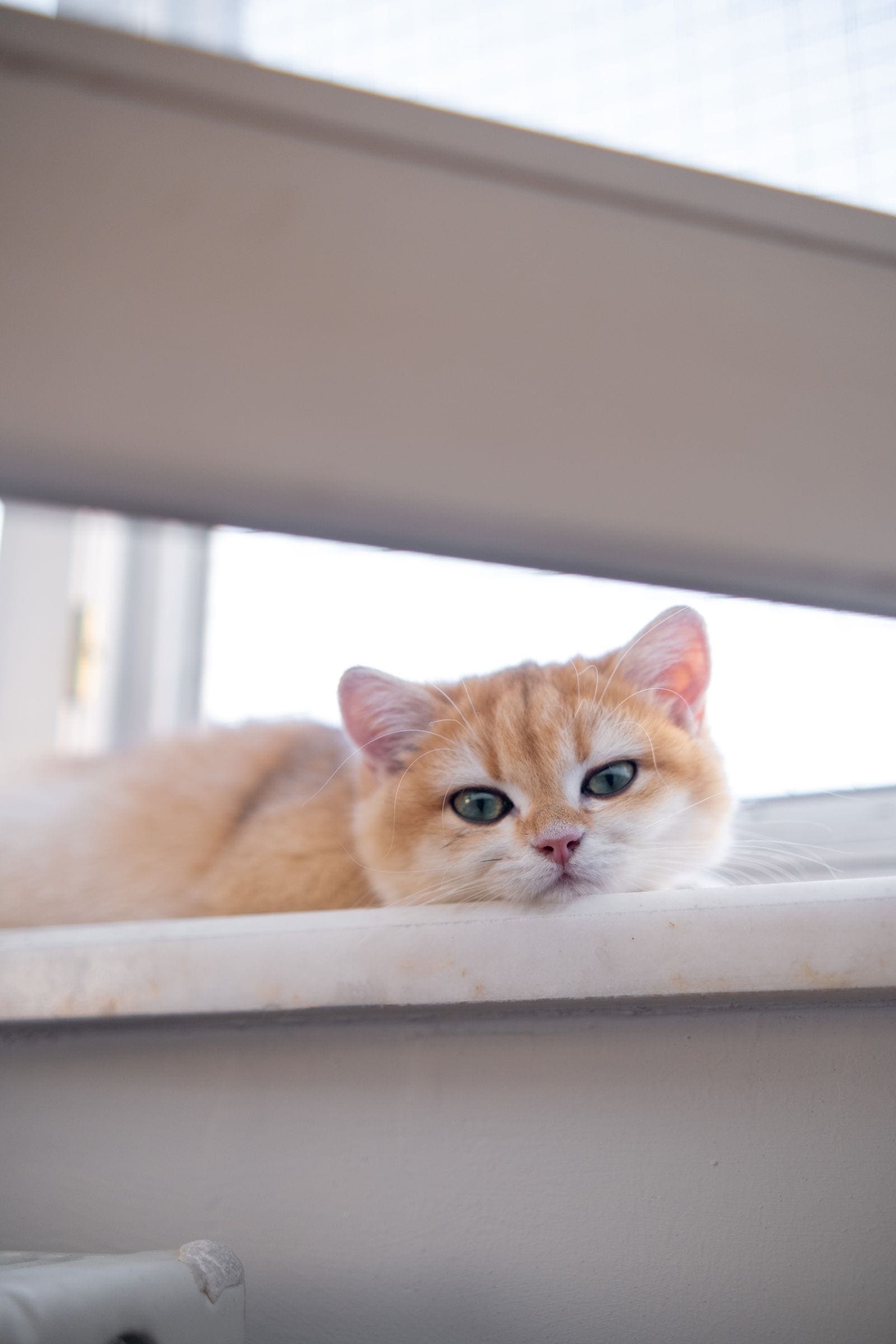 Ginger kitten relaxing on a sunny windowsill, looking calmly toward the camera