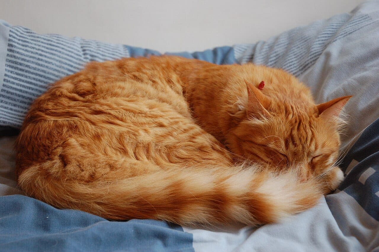 Long-haired red tabby cat curled up asleep in a peaceful, relaxed position