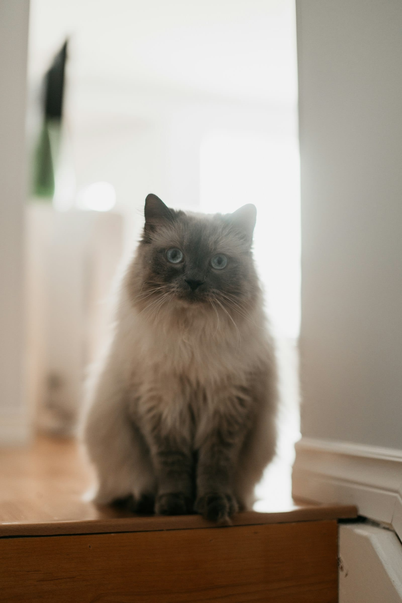 A ragdoll cat resting calmly on an elevated shelf, watching the room from above