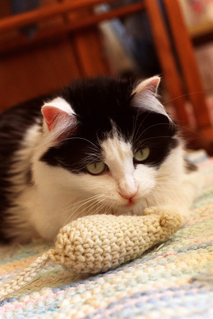 Gray tabby cat batting at a small toy mouse on a wood floor