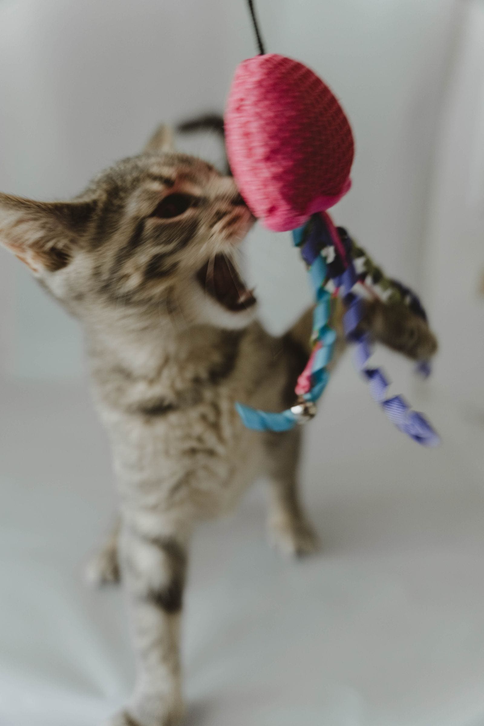 Tabby kitten mid-pounce on a small pink toy mouse