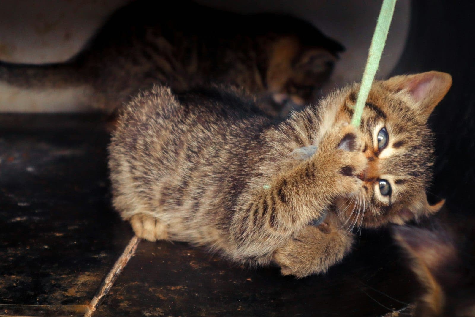 Small kitten playing with a length of green string on a light-colored floor