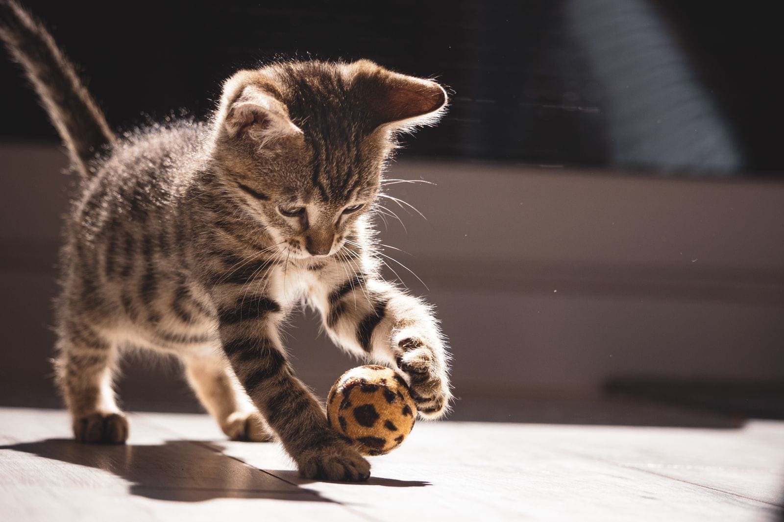 Tabby kitten crouched and playing with a small ball indoors in bright light