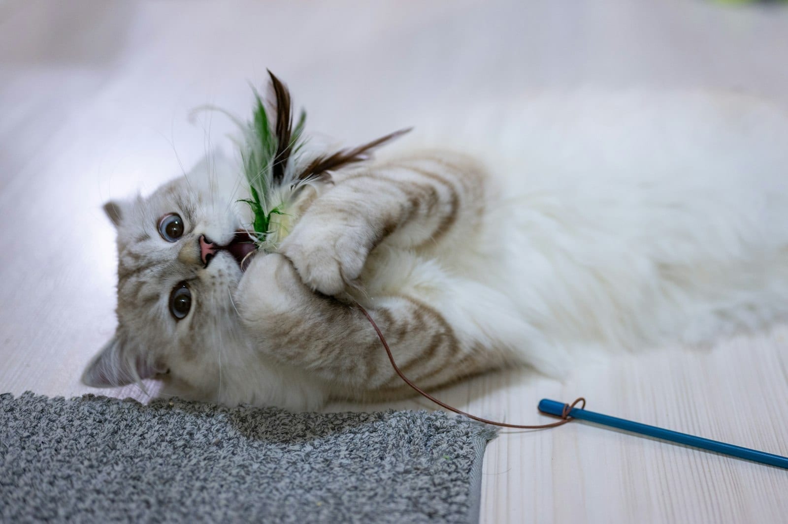 Cat on a wood floor reaching a paw out toward a small toy