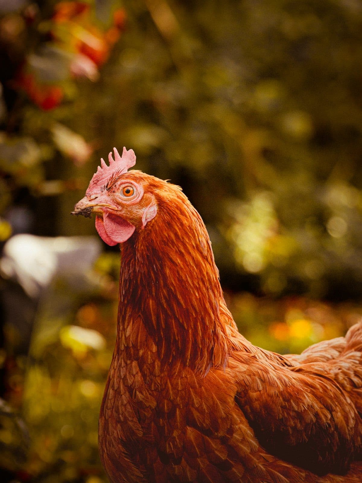 A backyard hen in a garden setting, looking at the camera