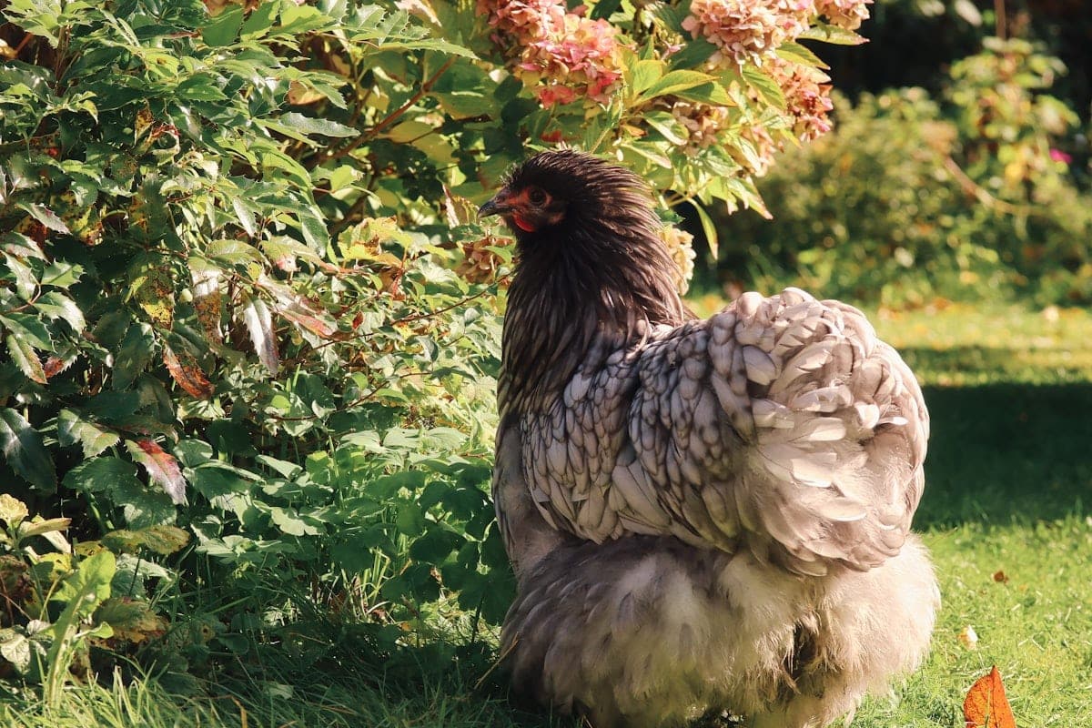Fresh vegetables and treats arranged as a chicken birthday feast in a backyard garden setting