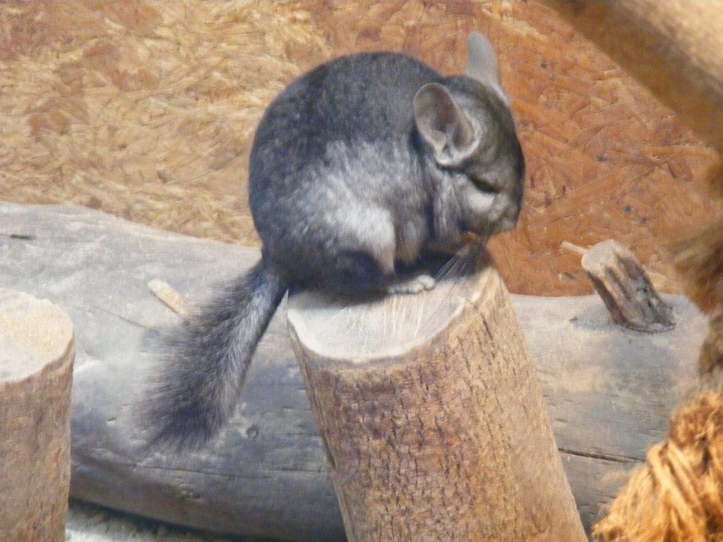 A grey chinchilla perched on a cut wooden log inside an enclosure with a bare wooden wall behind