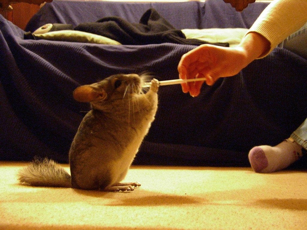 A chinchilla standing upright on its hind legs reaching for a treat stick held out by a person's hand