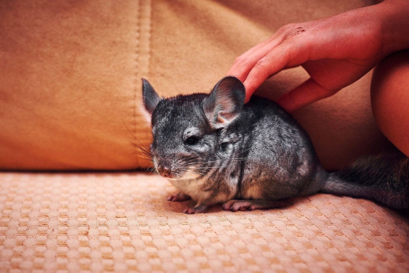 A person's hand gently stroking the head of a grey chinchilla sitting on a textured orange surface