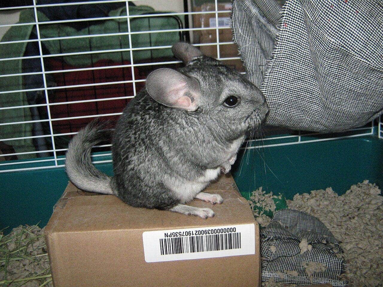 A grey chinchilla sitting upright on a cardboard box inside a wire cage with hay and bedding around it