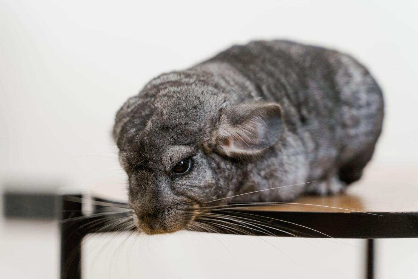 Close-up of a grey chinchilla resting on the edge of a chair, showing dense slate-grey fur and long white whiskers