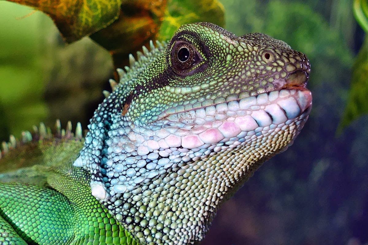 Male Chinese water dragon green and blue close-up portrait showing distinctive crest and coloring