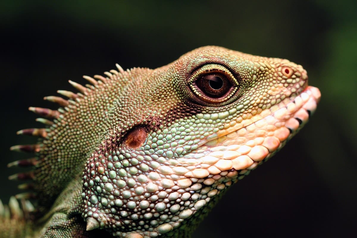 Chinese green water dragon lizard close-up portrait showing textured scales and alert expression