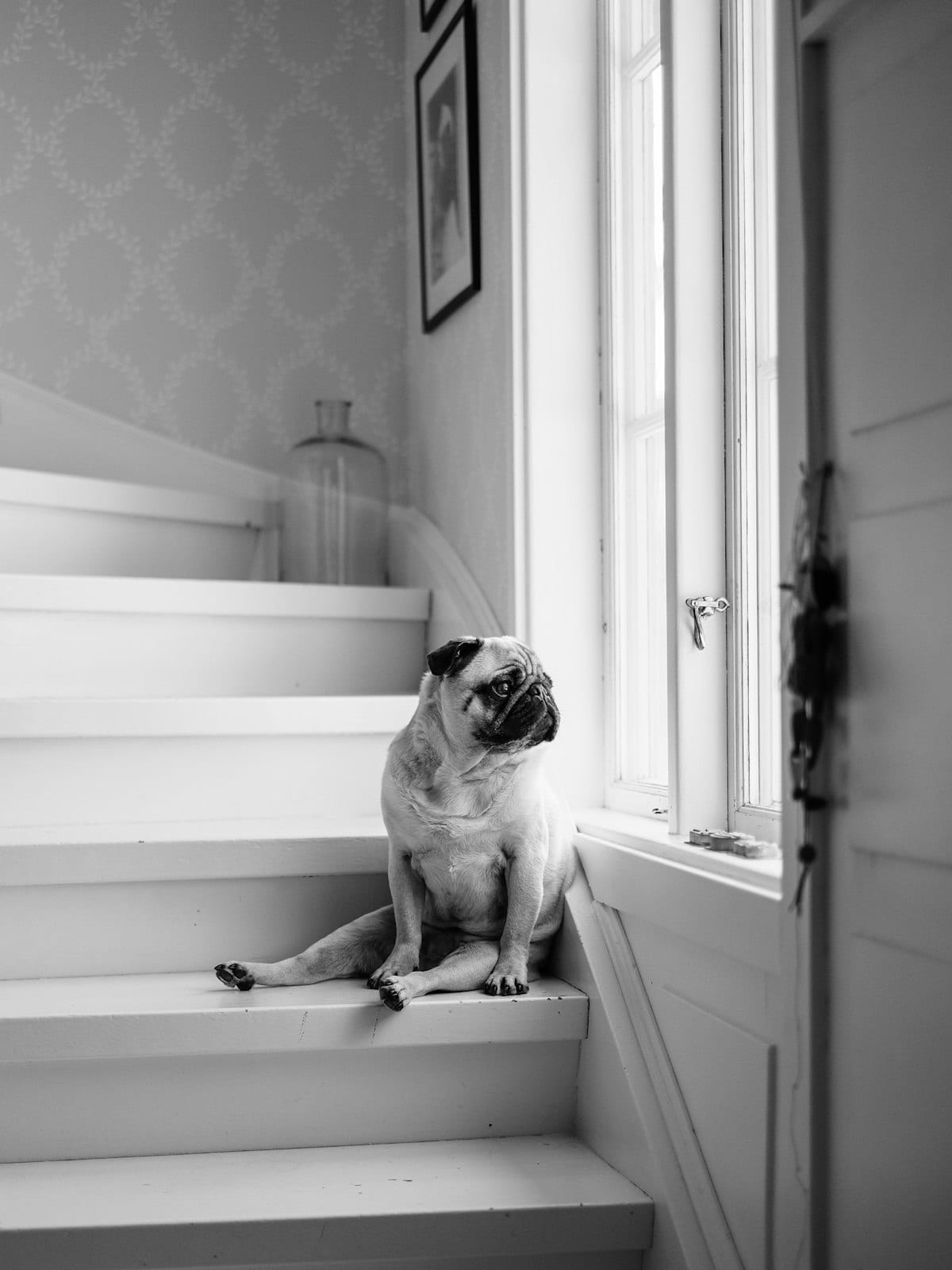 A pug sitting at a table looking up, hoping for human food