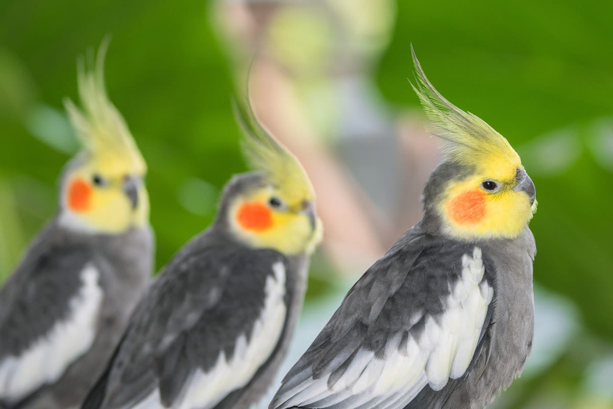 Yellow cockatiel perched and looking to the side, full body in sharp focus