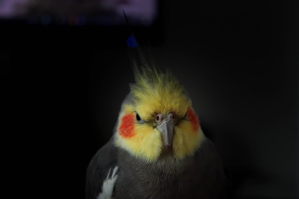Close-up of a cockatiel with bright orange cheek patches and raised crest looking alert