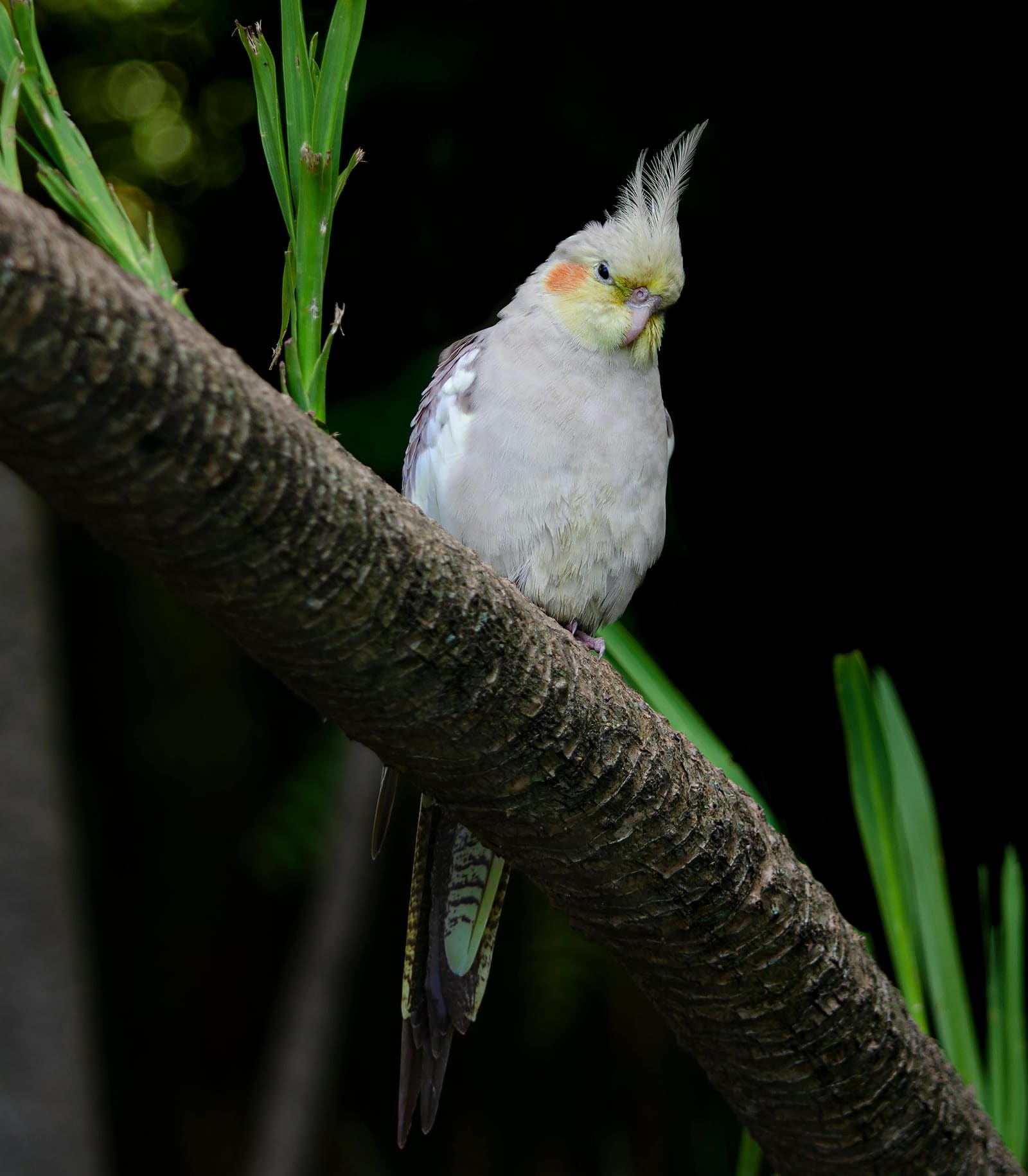 A grey cockatiel with a yellow crest and orange cheek patches