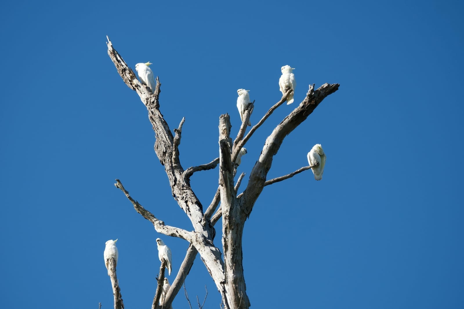 A white cockatoo with a raised crest of feathers