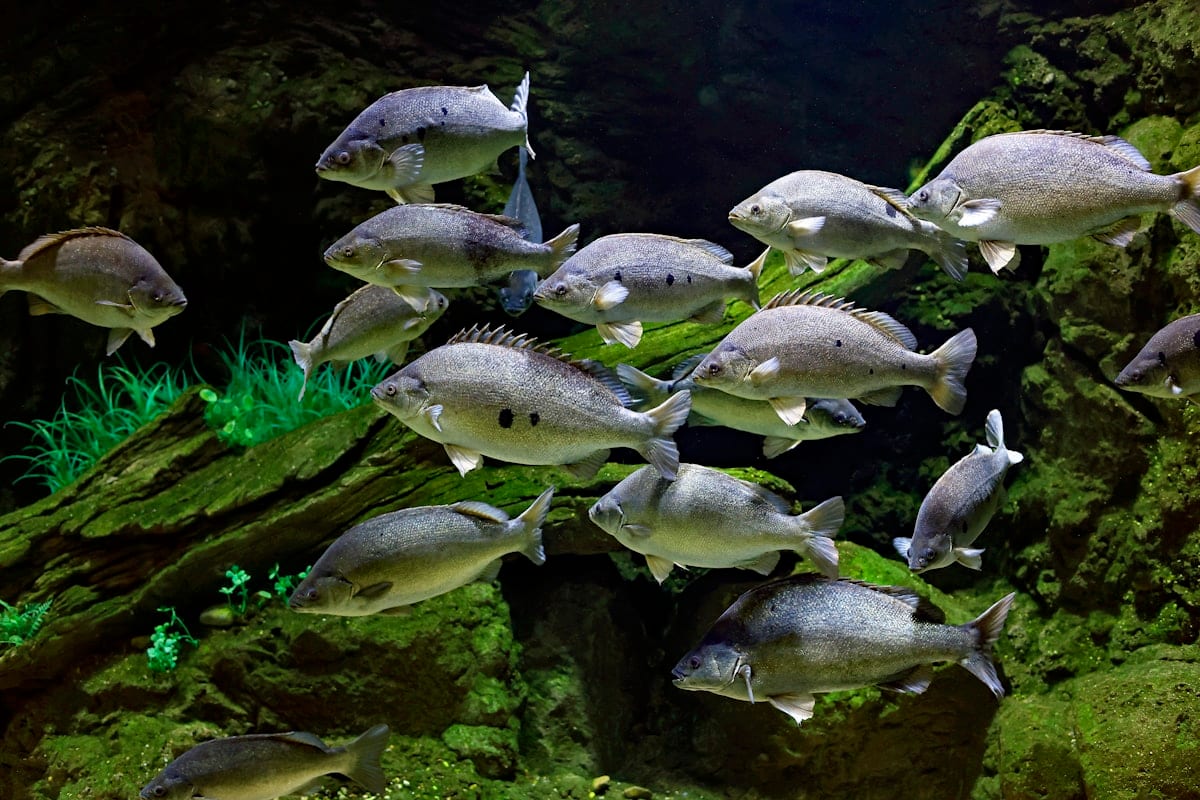 Large group of tropical freshwater fish swimming together in a clear aquarium