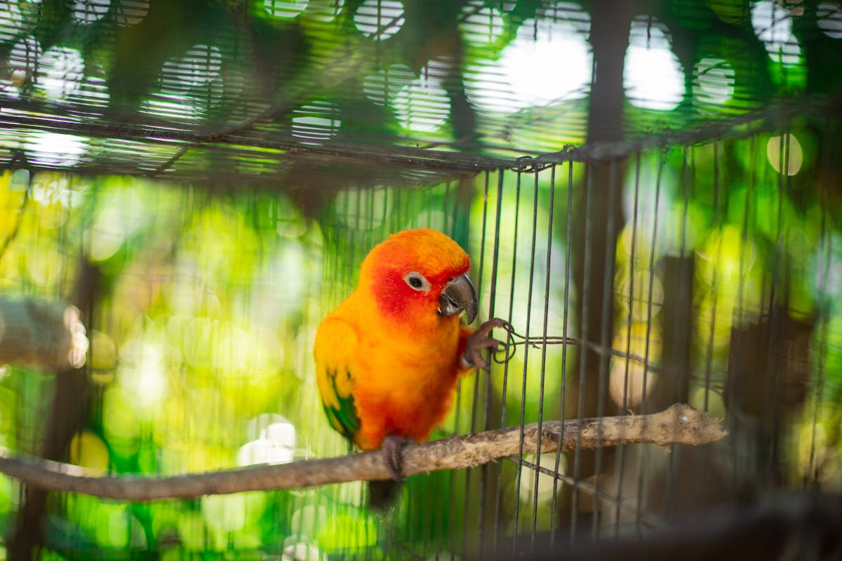 Sun conure bright orange and yellow parrot perched in a cage showing vivid plumage