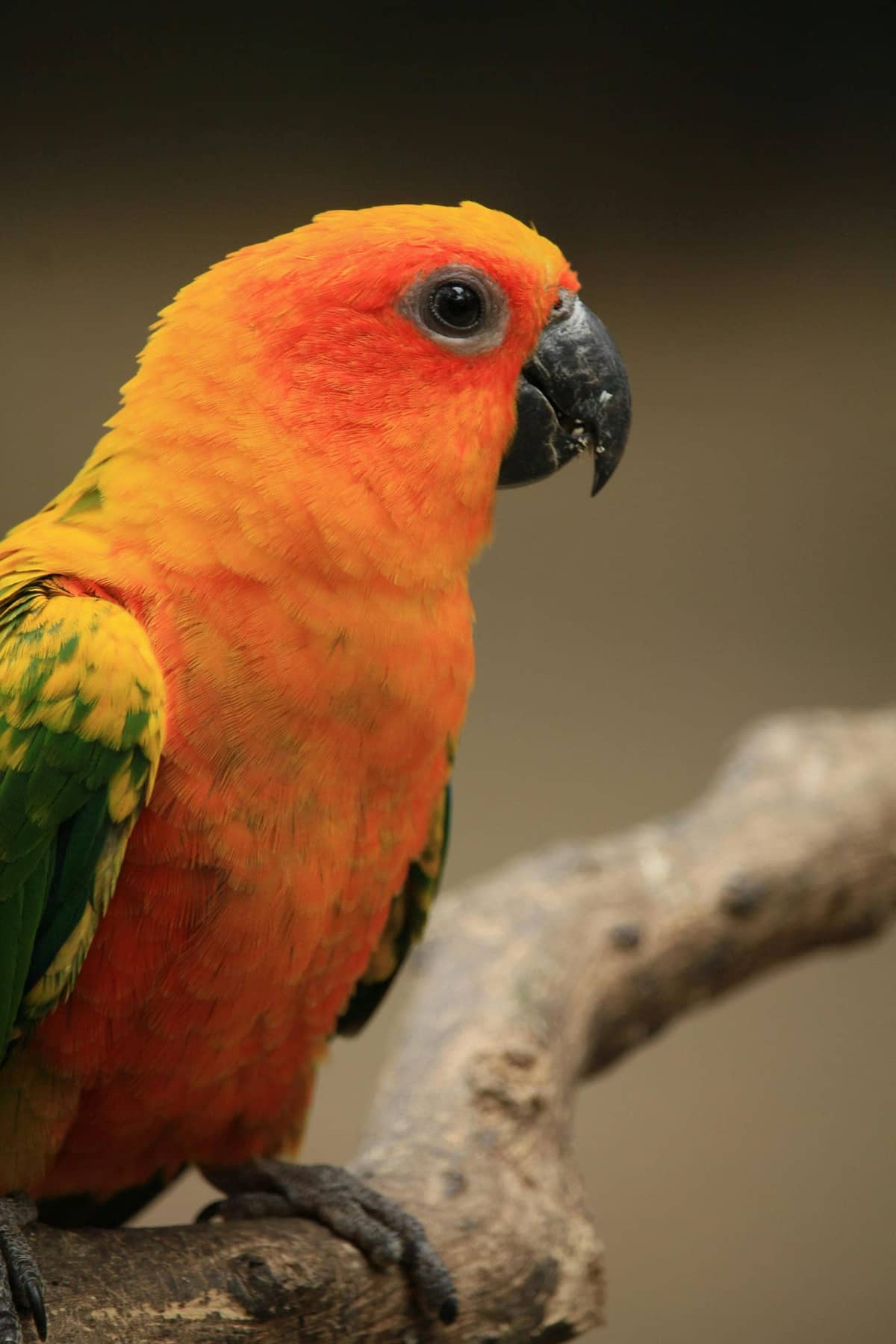 A small green conure with an orange-and-yellow head, perched