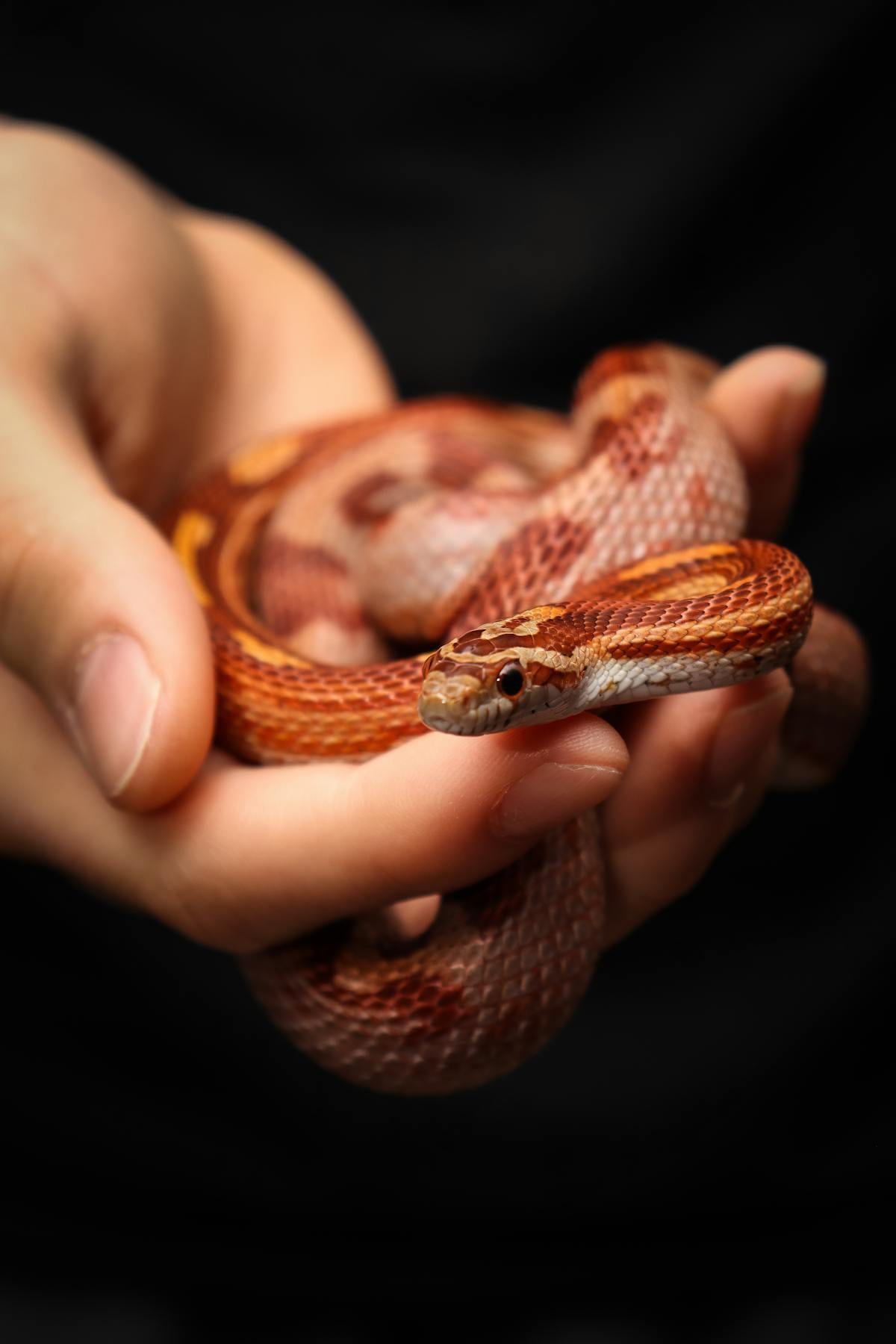 A corn snake resting in its enclosure, its orange and red saddle pattern clearly visible against pale scales