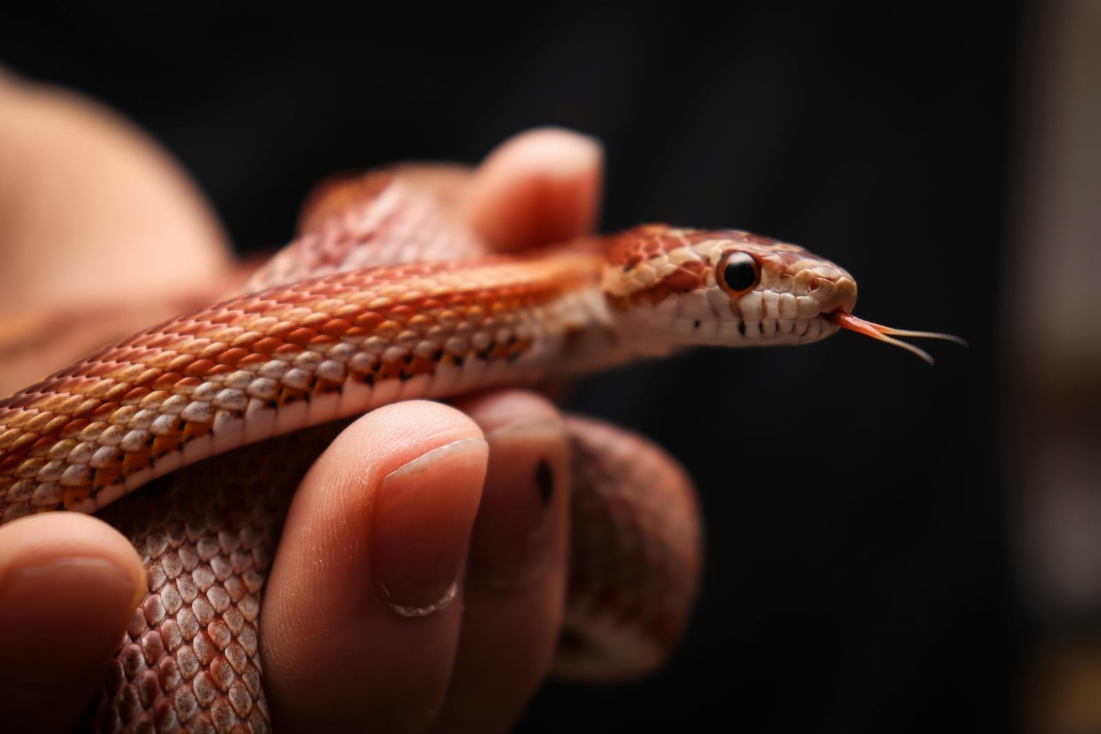 A corn snake with orange-and-red saddle markings, coiled