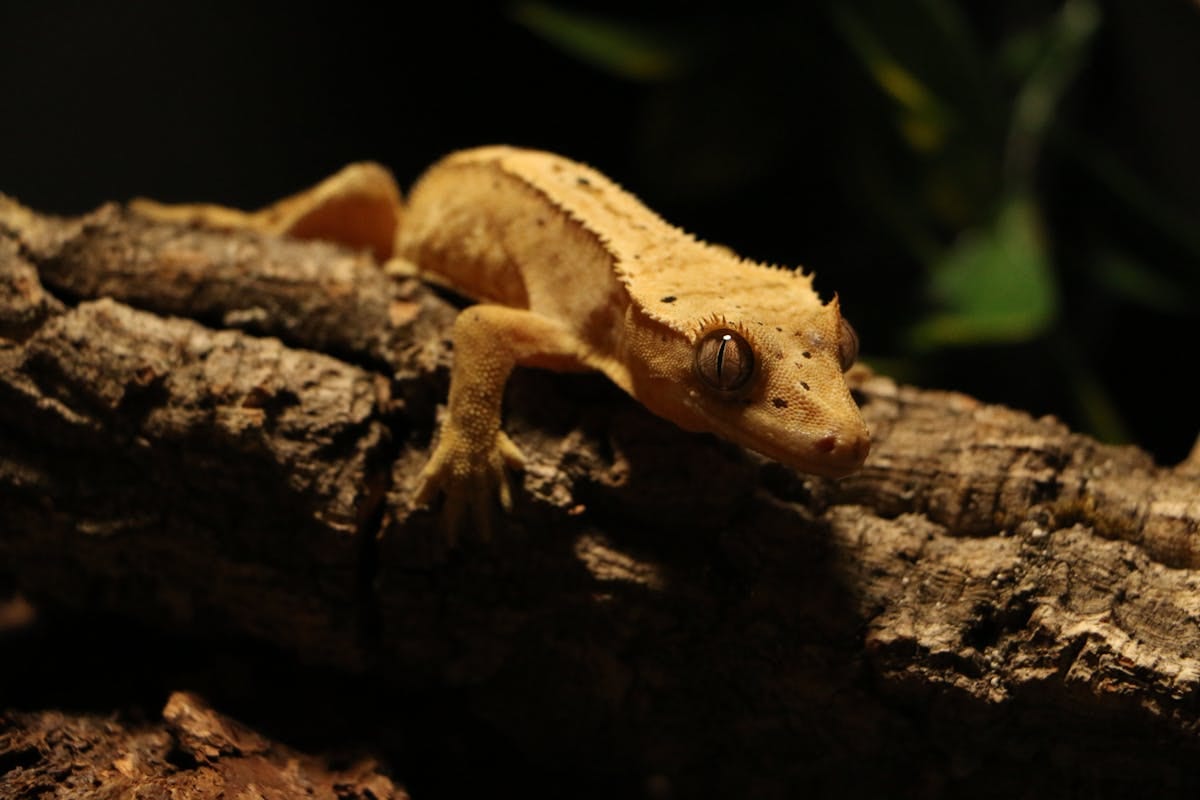 Crested gecko on a branch