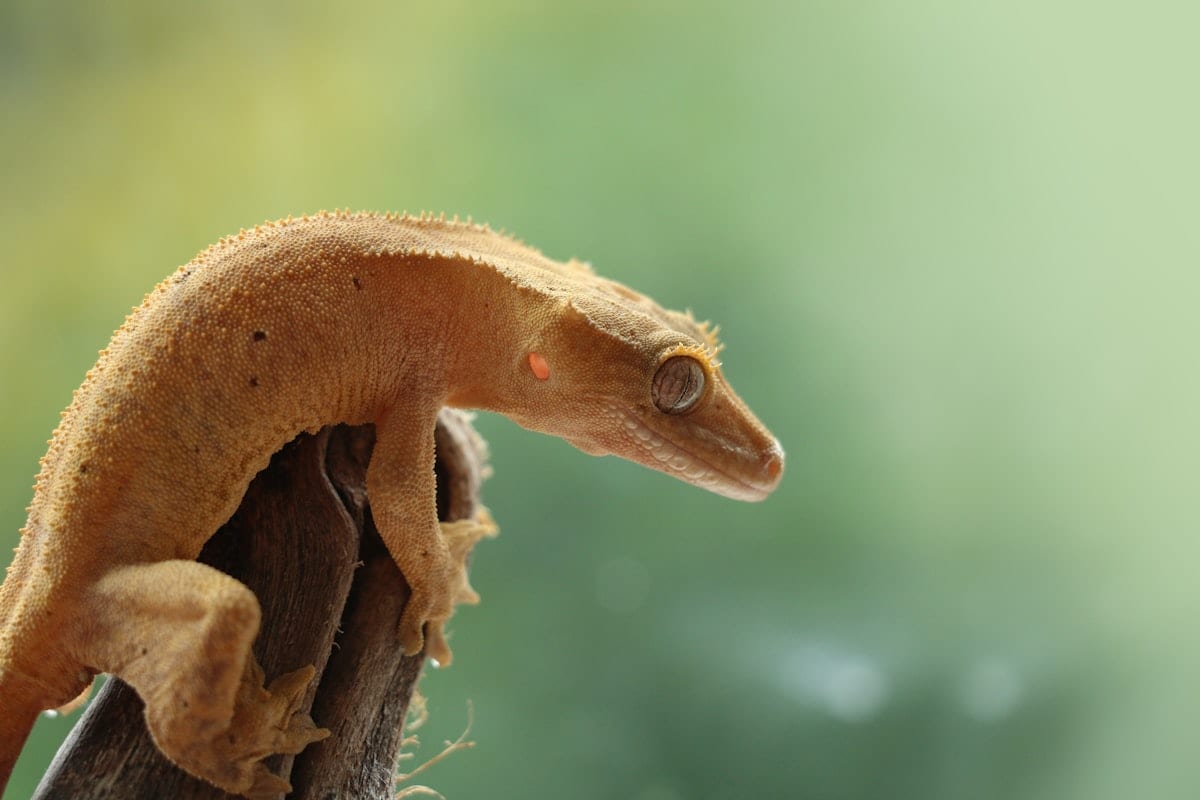 Crested gecko close-up portrait showing textured scales and distinctive crest along the head