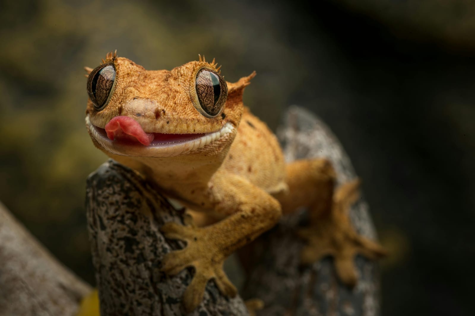 A crested gecko with eyelash-like fringes over its eyes, gripping a surface