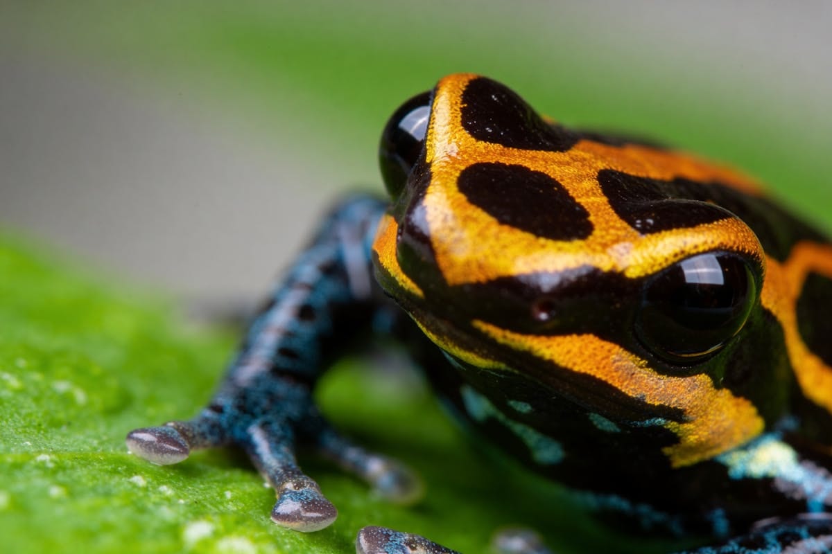 A brightly colored dart frog in a bioactive vivarium, its vivid warning coloration visible against green plants
