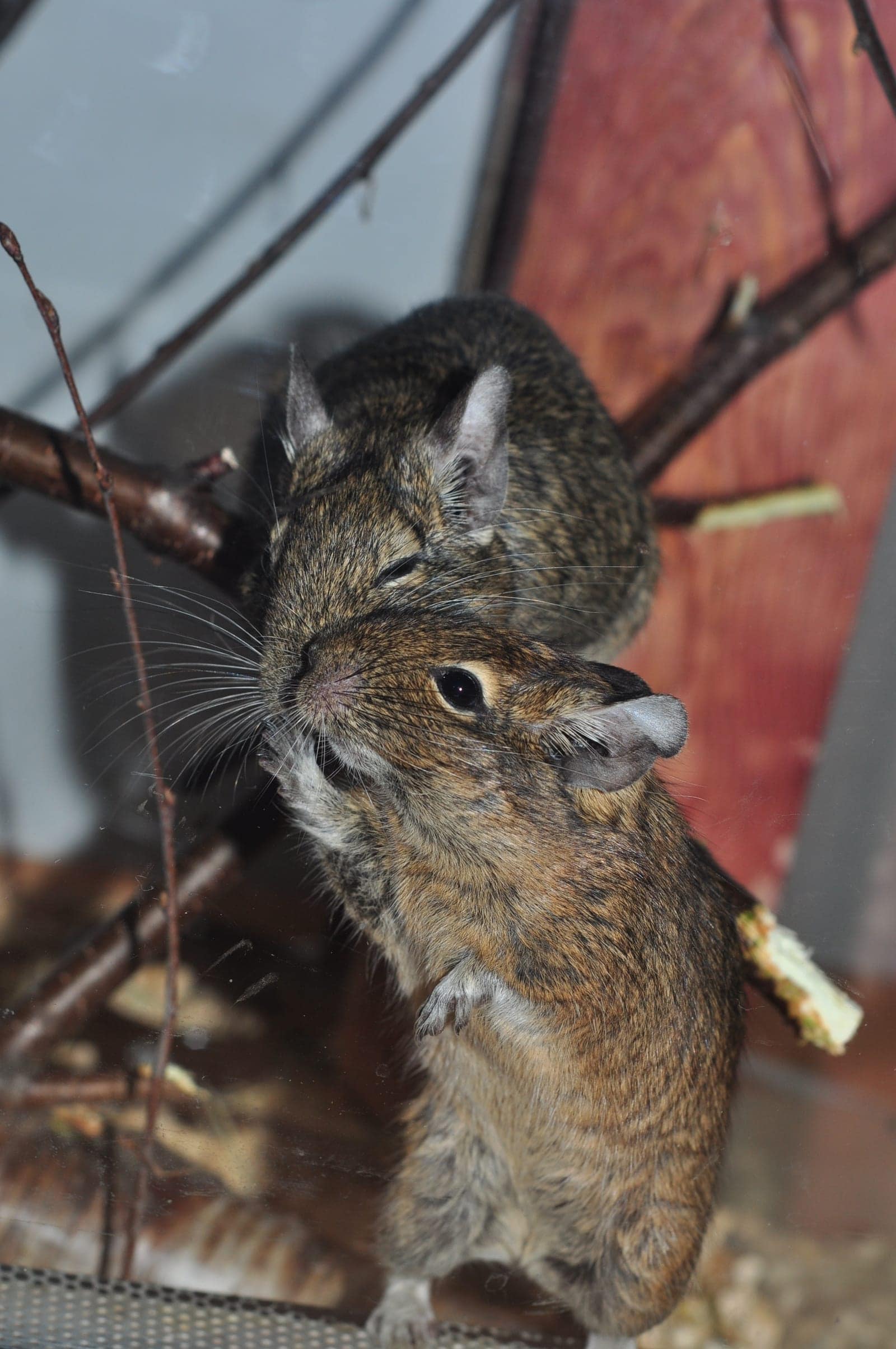 Two degus in close contact on a surface, social interaction visible