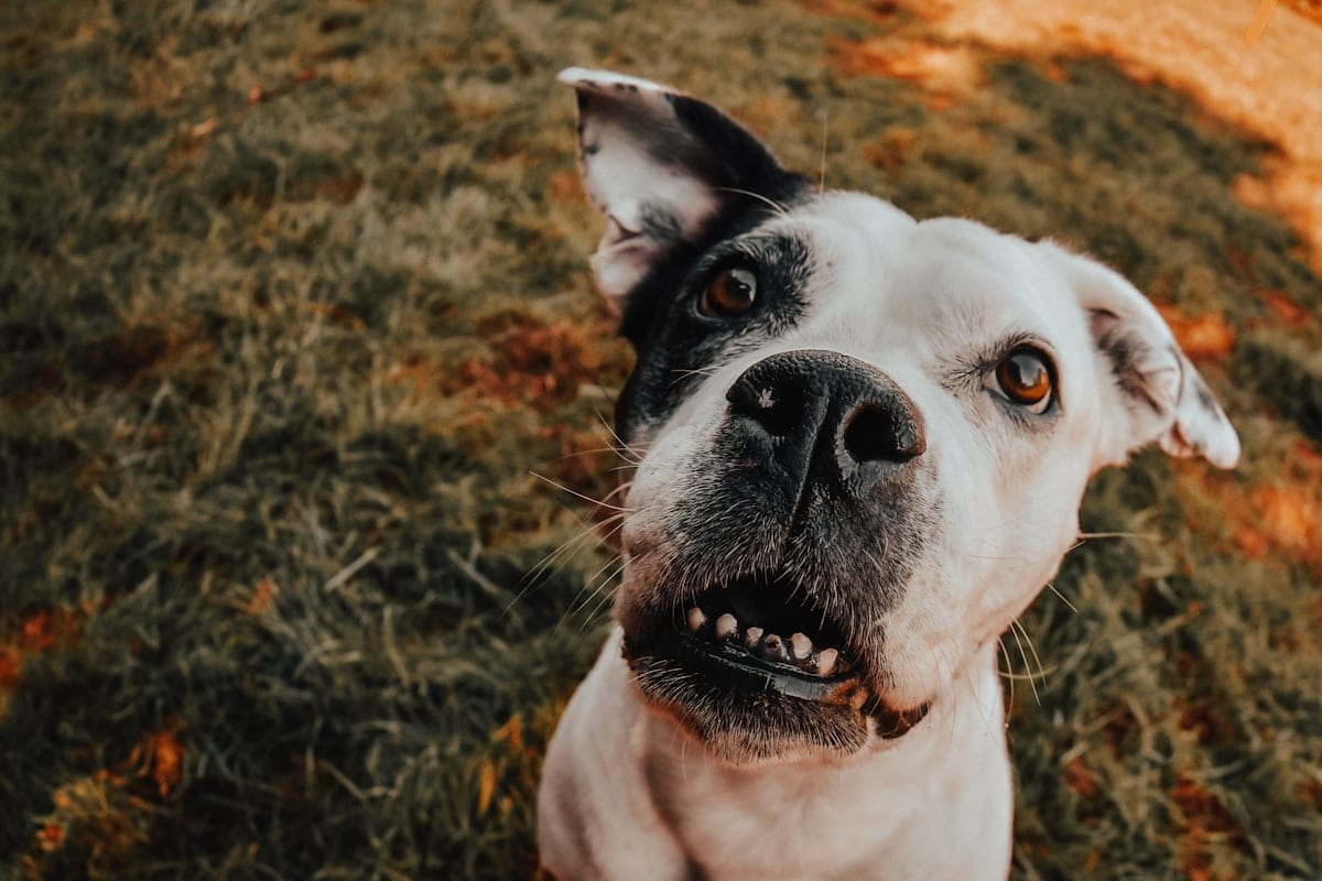 A dog looking up at the camera