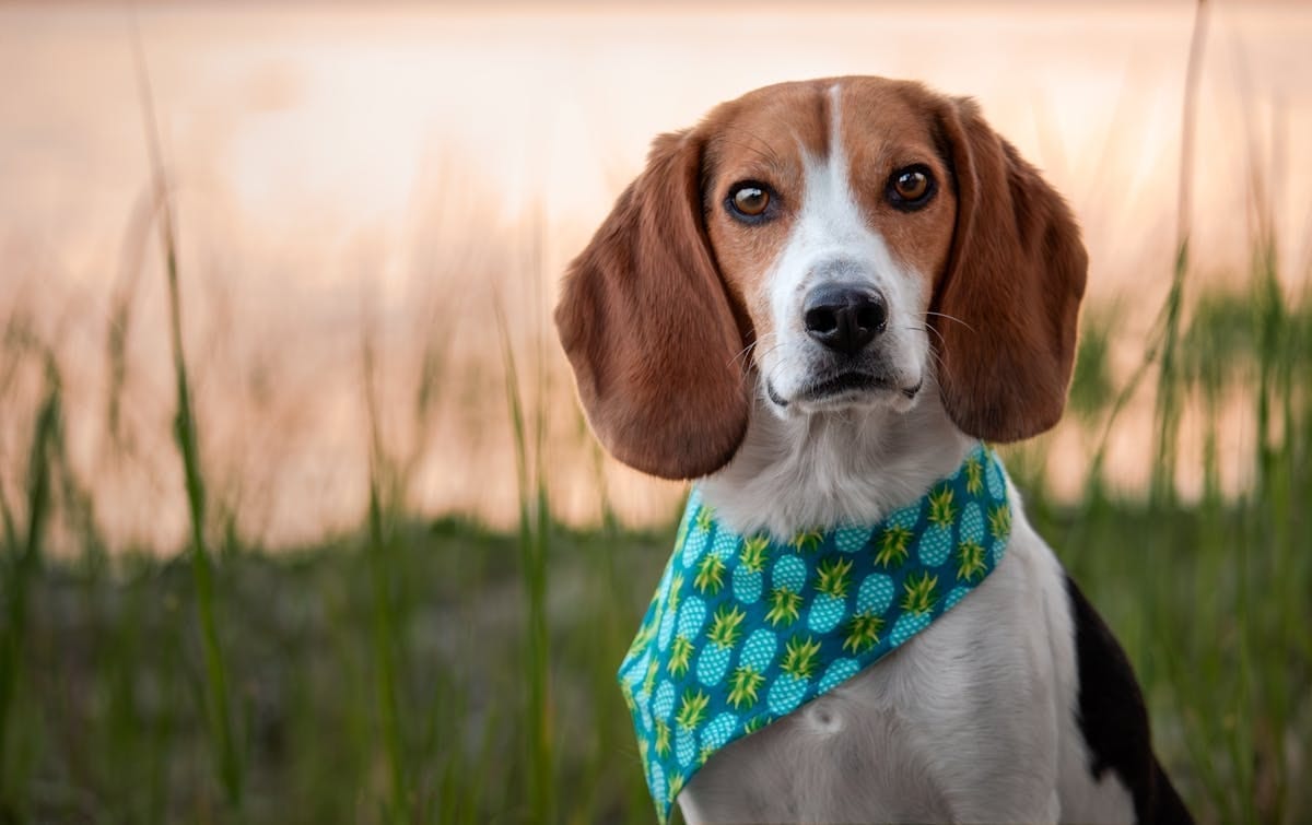 Close-up of a colorful birthday bandana with 'Birthday Boy' text in bright colors, laid flat