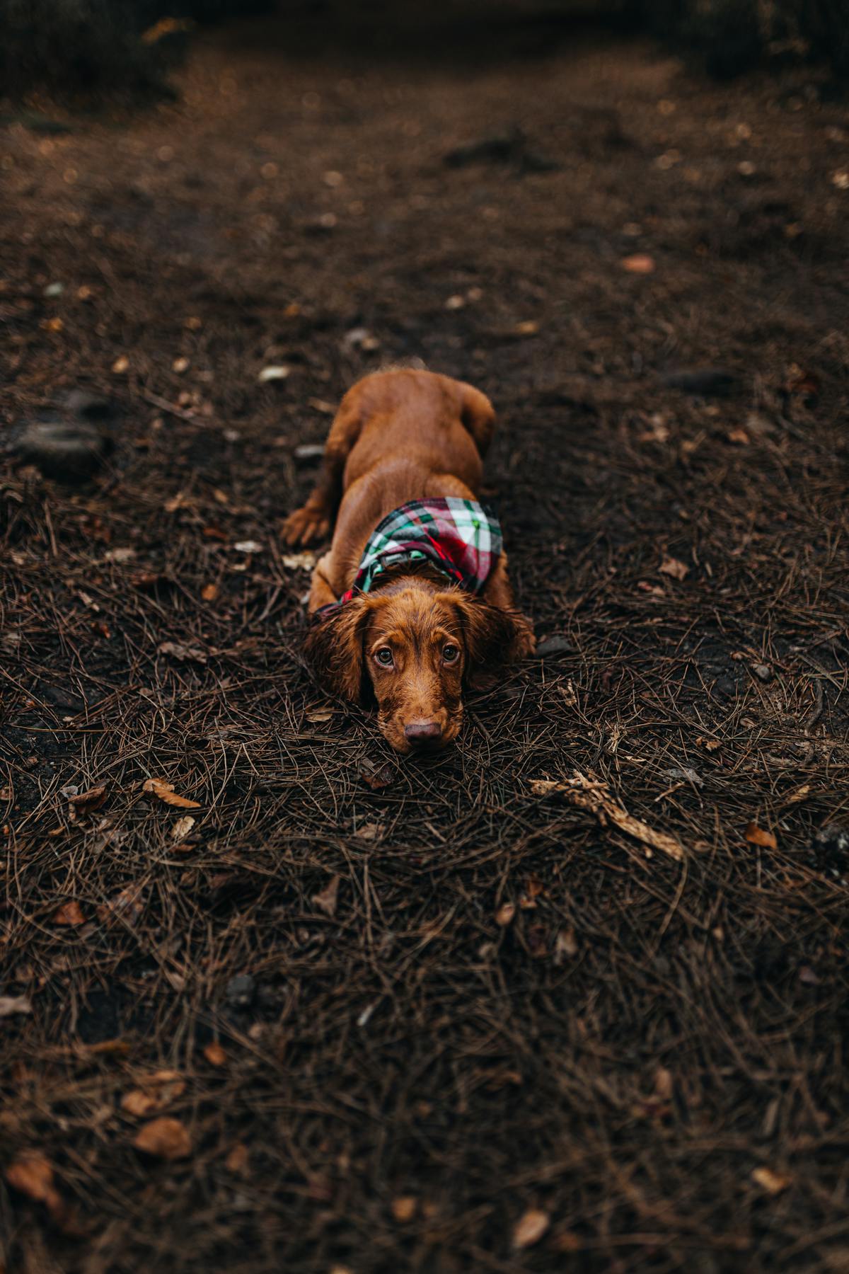 Young dachshund puppy wearing a colorful bandana resting among autumn leaves