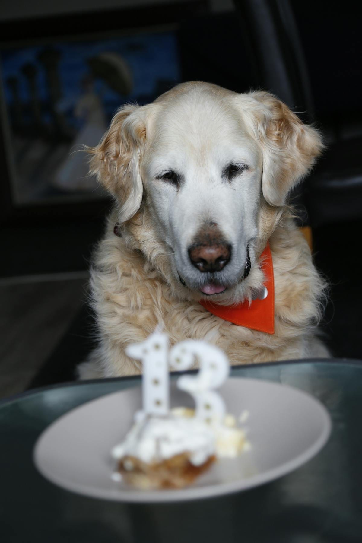Medium brown dog wearing a birthday bandana around its neck, sitting in a grassy backyard