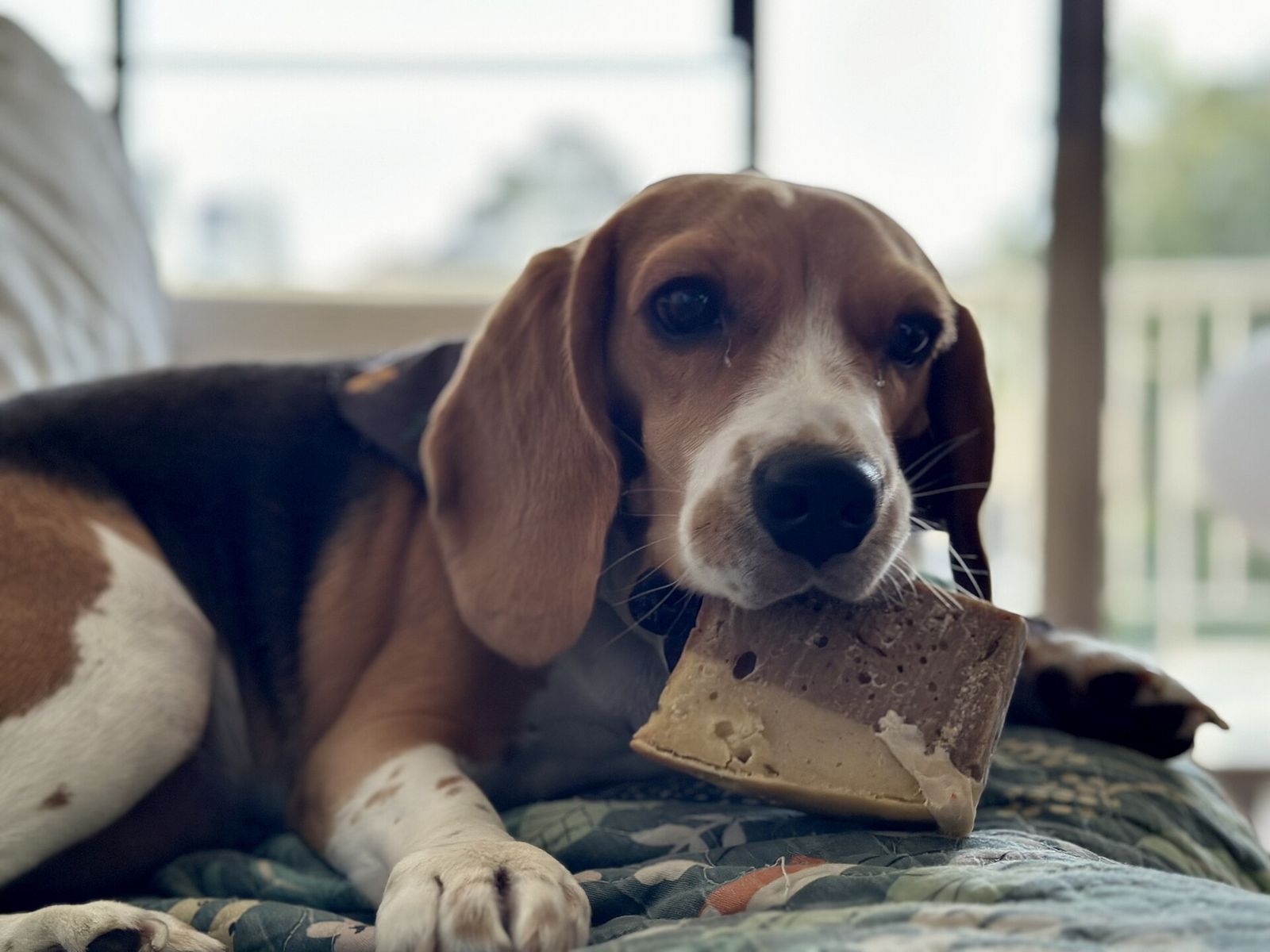 A beagle with a slice of homemade dog cake