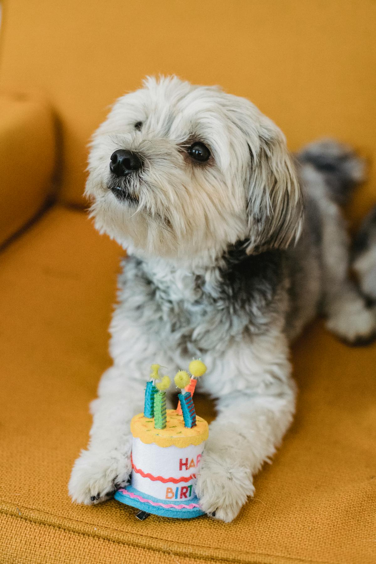Dog sitting in front of a birthday cake looking up expectantly